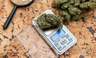 weighing marijuana buds on a scale. Fresh cannabis harvest