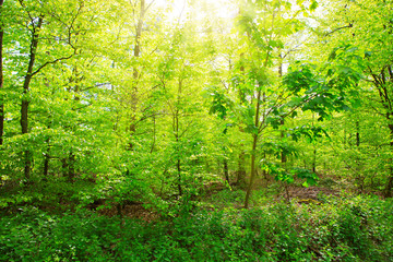 Fototapeta na wymiar Sunlight in the green spring forest in germany.