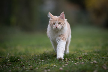 Naklejka na ściany i meble front view of a cream colored beige white maine coon kitten walking towards camera in nature looking