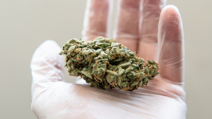 checking the quality of marijuana buds in the male hand. Quality control of medical marijuana in America