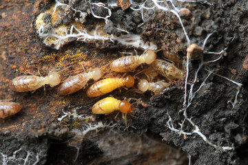 Termites in Termite mound.