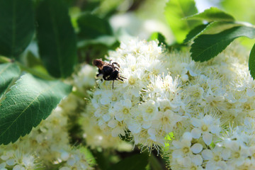 A small beetle on white Rowan flowers
