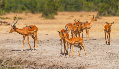 Naklejka na ściany i meble Impala herd Aepyceros melampus drink at Sweetwaters waterhole, birds on back, some stand guard, Ol Pejeta Conservancy, Kenya, East Africa