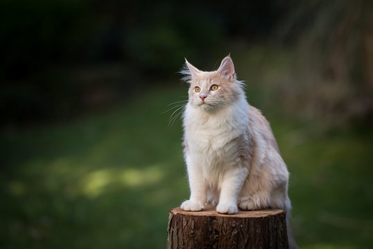 cream colored beige white maine coon kitten sitting on a tree stump outdoors in the garden looking to the side