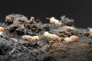 Termites in Termite mound.