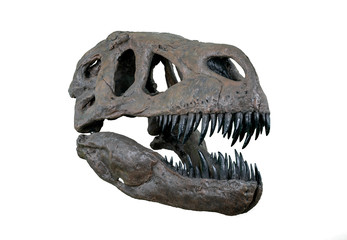 Fototapeta premium The skull of Torvosaurus large carnivore dinosaur from Jurassic Period - right half-profile isolated on white background
