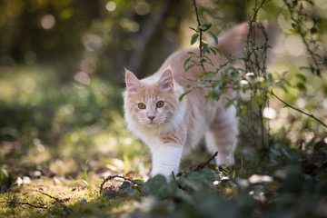 Naklejka na ściany i meble cream colored beige white maine coon kitten on the prowl in nature next to a bush looking at camera
