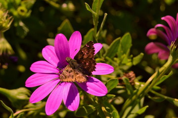 Obraz premium Butterfly on a flower petals lovely pretty