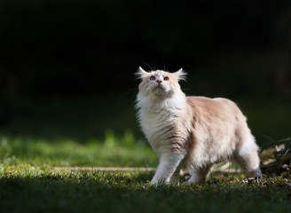 Naklejka na ściany i meble cream colored beige white maine coon kitten standing on meadow in the sunlight looking up in front of dark shady background