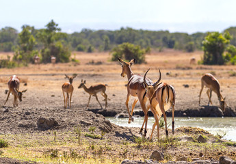 Naklejka na ściany i meble Two impala Aepyceros melampus leaping towards waterhole hooves mid air Sweetwaters waterhole, Ol Pejeta Conservancy, Kenya, East Africa