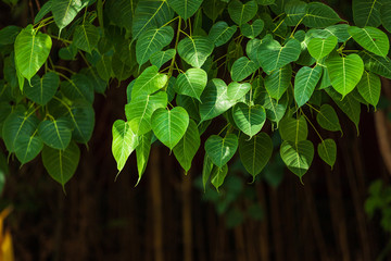 Green leaf Pho leaf (Bo leaf) background in the forest bo tree is a leaf representing Buddhism in...