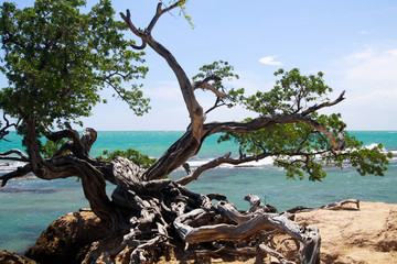 Twisted crooked tree on rocky ground in front of turquoise wild ocean with white foam of waves -...