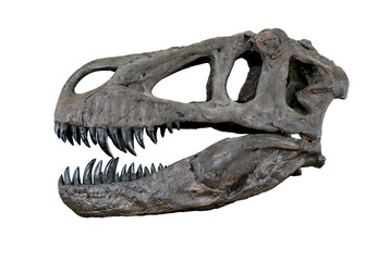 The skull of Torvosaurus large carnivore dinosaur from Jurassic Period - left profile isolated on...