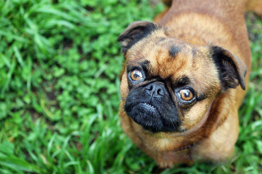 Griffon Brussels petit brabancon dog