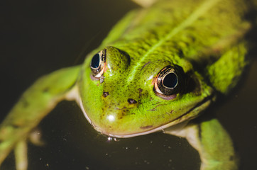 green frog close up on water/green frog close up on water, top view