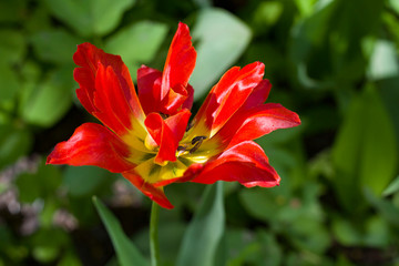 red tulips lit by the spring sun