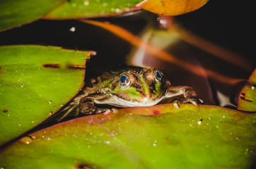 Frog in the swamp among water lily leaves. Wild nature