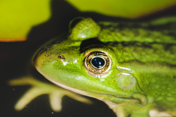 muzzle of a frog close up/muzzle of a frog close up in water lily leaves