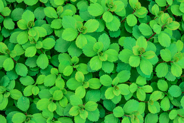 green clover background