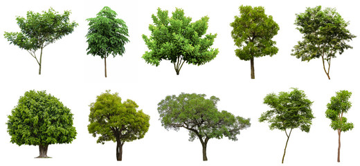 Fototapeta premium Collection Beautiful Trees Isolated on white background , Suitable for use in architectural design , Decoration work , Used with natural articles both on print and website.