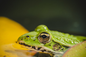 frog looks out of water. Wild nature