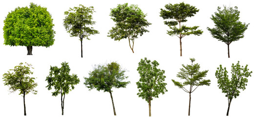 Set beautiful trees isolated on white background, Suitable for use in architectural design and decoration work.