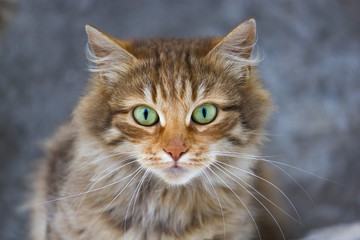 Naklejka na ściany i meble Portrait of a three-colored cat with green eyes
