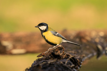 cinciallegra (Parus major) sull'albero