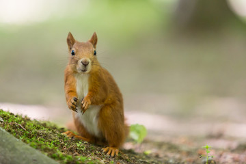 Red squirrel - (Sciurus vulgaris)