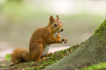 Red squirrel - (Sciurus vulgaris)
