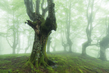 misty forest of gorbea natural park