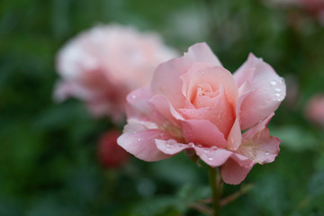 Pink roses after the rain.