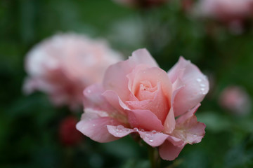Pink roses after the rain.