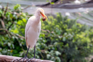 white heron stands on a stone and holds in its beak a waffle cup from under ice cream in a park of birds.