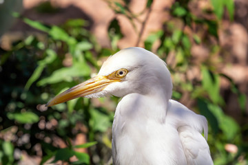 White Heron in Kuala Lumpur bird park. Close-up