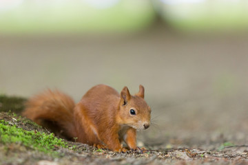 Red squirrel - (Sciurus vulgaris)