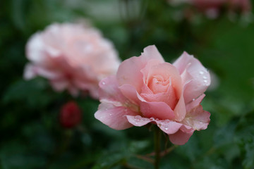 Pink roses after the rain.