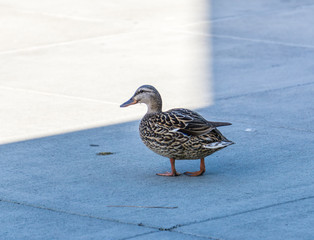Duck On Walkway