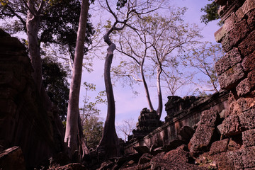 Huge ficus trees grow among the ancient Khmer ruins. Fragments of ancient stone buildings. © Oleksii