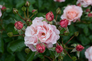 Pink roses after the rain.