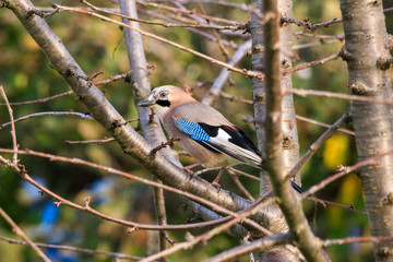 ghiandaia posata su un ramo