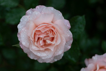 Pink roses after the rain.