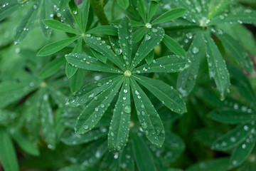 Leaves with raindrops.
