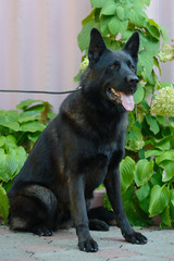 Beautiful black german shepherd
