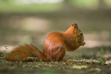 Red squirrel - (Sciurus vulgaris)