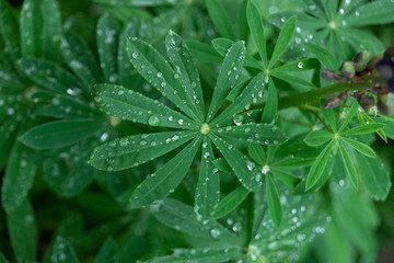 Leaves with raindrops.
