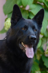 Beautiful black german shepherd