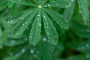 Leaves with raindrops.