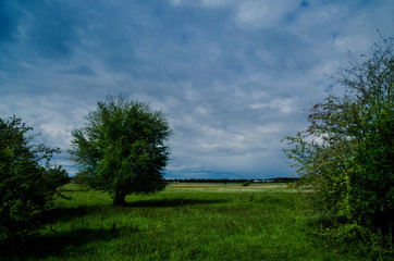 Fototapeta na wymiar Ein einsamer Baum zwischen Büschen unter einem stürmischen regnerischen Himmel
