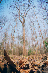 Tree and dry leaves on the ground in thailand forest
